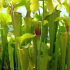 Sarracenia oreophila Sarracena, Planta de jarra Norteamericana, Plantas trompeta, Cuerno de caza semillas