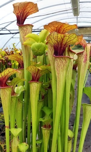 Sarracenia oreophila very fat pitchers green pitcher plant seeds