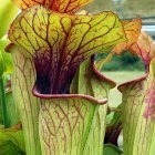 Sarracenia oreophila very fat pitchers gruene Kannenpflanze grosse Kannen Samen