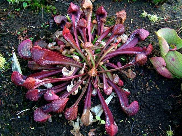 Sarracenia psittacina parrot pitcher plant seeds