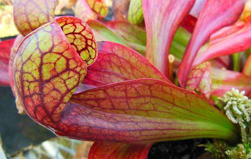 Sarracenia psittacina Apalachicola parrot pitcher plant seeds