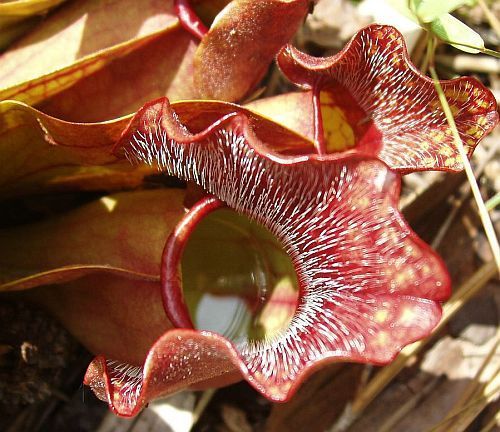 Sarracenia psittacina sandy bottom creek road parrot pitcher plant seeds