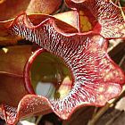 Sarracenia psittacina sandy bottom creek road Pianta carnivora semi