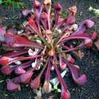 Sarracenia psittacina Papageien-Schlauchpflanze Samen