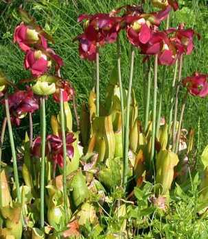 Sarracenia purpurea pitcher plant seeds