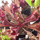 Sarracenia purpurea ssp. purpurea var. stolonifera sarrac?nie - plante carnivore graines