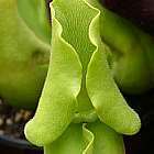 Sarracenia purpurea ssp. venosa pallidiflora  semi
