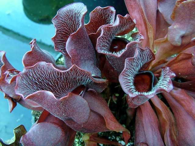 Sarracenia purpurea ssp. venosa wavy lid course white hairs pitcher plant seeds