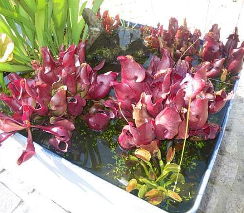 Sarracenia purpurea ssp purpurea GLS Maine purple pitcher plant seeds