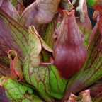 Sarracenia purpurea var purpurea Switzerland giant Sarracena, Planta de jarra Norteamericana, Plantas trompeta, Cuerno de caza semillas
