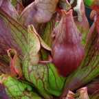 Sarracenia purpurea var purpurea Switzerland giant  cемян