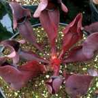 Sarracenia purpurea var purpurea Sarracena, Planta de jarra Norteamericana, Plantas trompeta, Cuerno de caza semillas