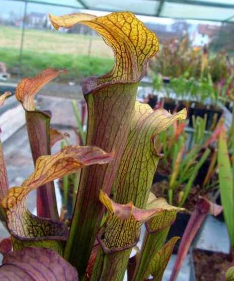 Sarracenia rubra ssp. alabamensis Typ Koenig pitcher plant seeds