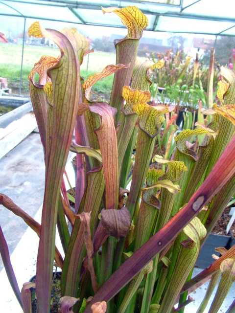 Sarracenia rubra ssp. alabamensis Typ Koenig pitcher plant seeds