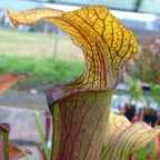 Sarracenia rubra ssp. alabamensis Typ Koenig Pianta carnivora semi