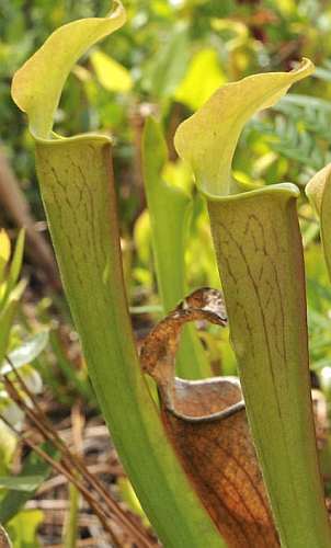 Sarracenia rubra ssp. alabamensis ex. H. Kibellis canebrake pitcher plant seeds