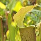 Sarracenia rubra ssp. alabamensis ex. H. Kibellis Kannenpflanze ? fleischfressende Pflanze Samen