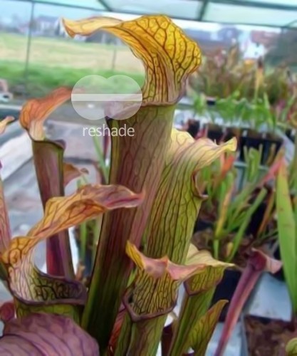 Sarracenia rubra ssp. rubra sweet pitcher plant seeds