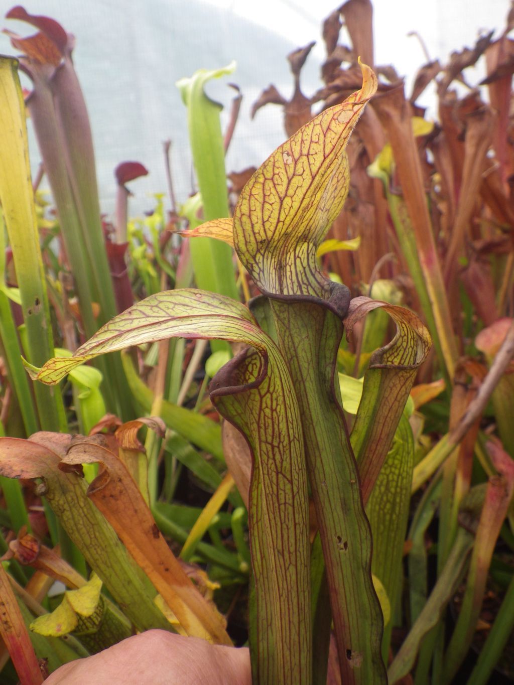 Sarracenia rubra ssp. rubra long lidded form