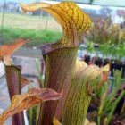 Sarracenia rubra ssp. rubra  cемян