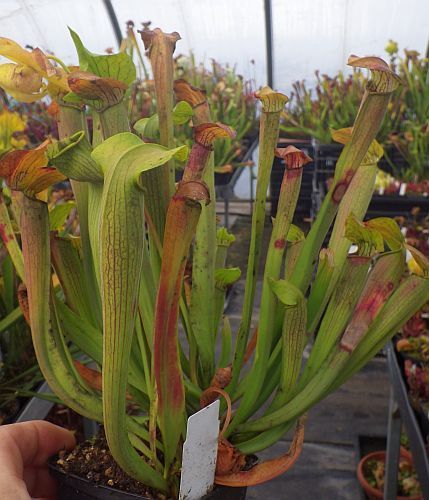 Sarracenia rubra ssp. wherry orange flower pitcher plant clone wherry orange flower seeds