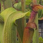 Sarracenia rubra ssp. wherry orange flower Sarracena, Planta de jarra Norteamericana, Plantas trompeta, Cuerno de caza semillas