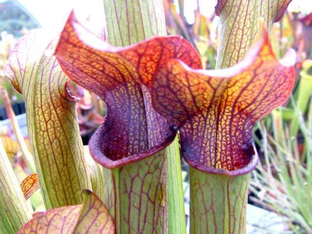 Sarracenia rubra ssp gulfensis sweet pitcher plant seeds