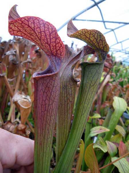 Sarracenia rubra ssp gulfensis giant form pitcher plant seeds