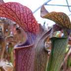 Sarracenia rubra ssp gulfensis giant form pitcher plant seeds