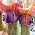 Sarracenia rubra ssp gulfensis Sarracena, Planta de jarra Norteamericana, Plantas trompeta, Cuerno de caza semillas