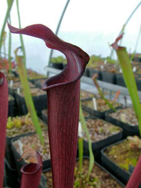 Sarracenia rubra ssp rubra Carow pitcher plant seeds