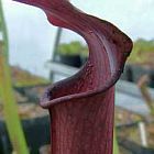 Sarracenia rubra ssp rubra Carow braunrote Schlauchpflanze Samen