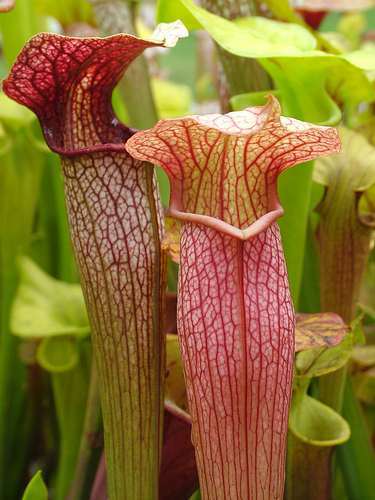 Sarracenia x areolata pitcher plant seeds