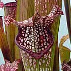 Sarracenia x excellens pink big form pitcher plant clone pink big form seeds