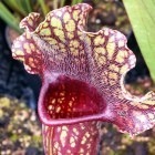 Sarracenia x mitchelliana dark red plant Mitchells pitcher plant seeds