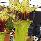 Sarracenia x moorei Boga Leiden pitcher plant clone Boga Leiden seeds