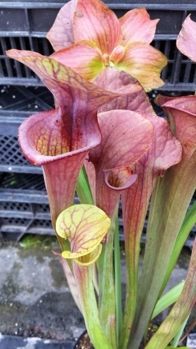 Sarracenia x moorei Brooks hybrid pitcher plant clone Brooks hybrid seeds