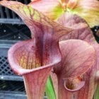 Sarracenia x moorei Brooks hybrid Schlauchpflanze Kultivar Brooks hybrid Samen