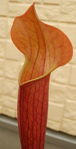 Sarracenia x moorei all red pitcher plant clone all red seeds