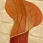 Sarracenia x moorei all red sarrac?nie cultivar all red graines