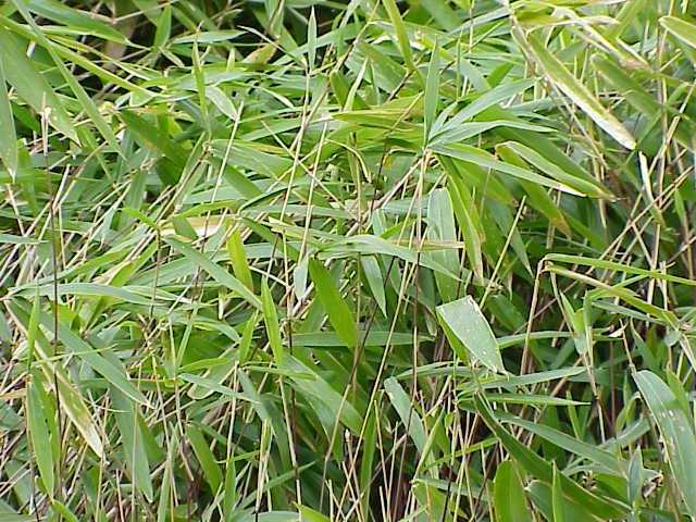 Sasa pumila bamboo seeds