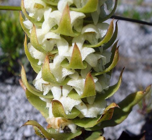 Satyrium bicallosum orchids seeds