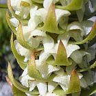 Satyrium bicallosum orchids seeds