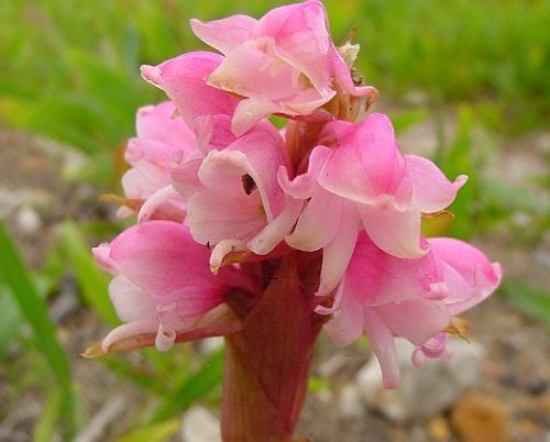 Satyrium carneum orchids seeds