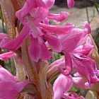 Satyrium erectum orchid?es graines