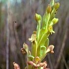 Satyrium foliosum orchids seeds