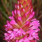 Satyrium hallackii