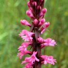 Satyrium macrophyllum  semi