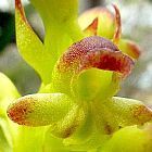 Satyrium odorum orchidea semi