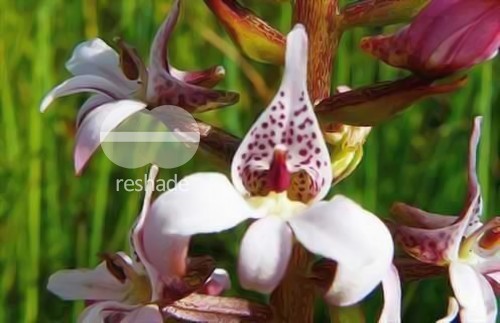 Satyrium rhynchanthum orchid - orchids seeds